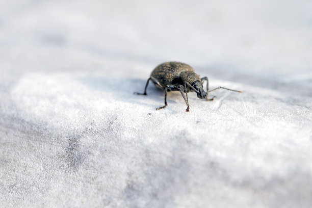 耳喙科的甲虫(有时为耳喙科)。其中黑藤象鼻虫和草莓根象鼻虫是重要的害虫。图片下载