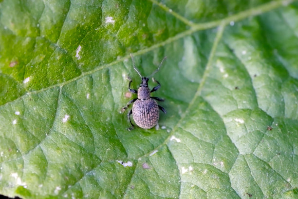 耳喙科的甲虫(有时为耳喙科)。其中黑藤象鼻虫和草莓根象鼻虫是重要的害虫。图片下载