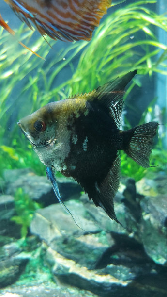 奇异的,宠物,鱼图片下载