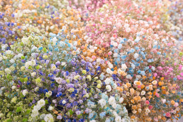 五彩缤纷的石竹花为大自然春天的背景。鲜花的特写。花束出售。图片下载