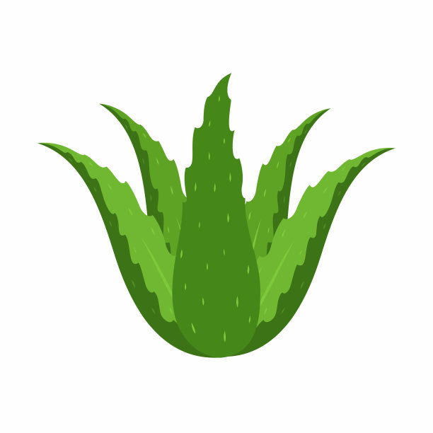 药用室内植物芦荟在白色的背景。图片下载