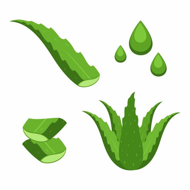 集药用室内植物芦荟在白色的背景上。图片下载