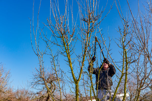 园丁正在剪树枝，用修枝长剪在果园里修剪果树图片下载