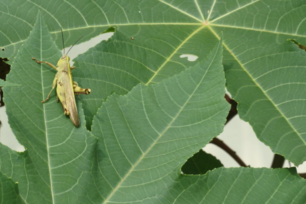 蚱蜢靠近，绿色的蚱蜢坐在树叶上图片下载