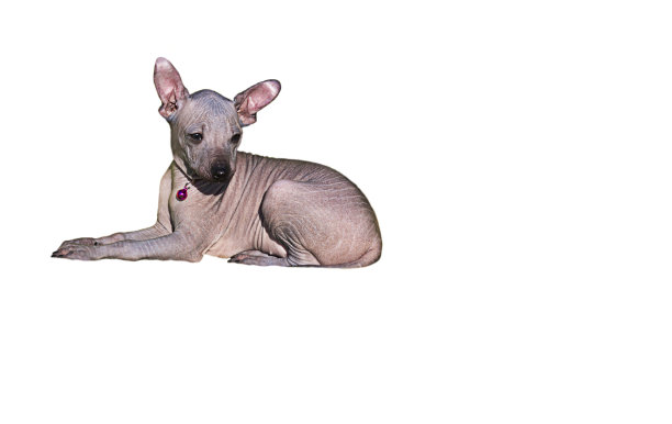 一只可爱的纯种小狗躺在白色的背景上。Xoloitzcuintle。图片下载