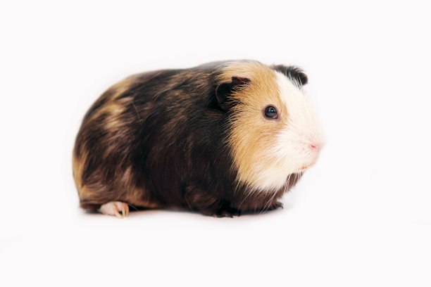豚鼠在白色背景上的多色图片下载