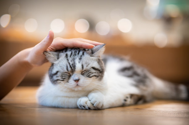 美丽的异国短毛猫图片下载