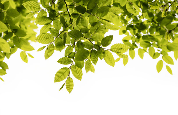 绿色叶框架孤立的白色背景图片下载