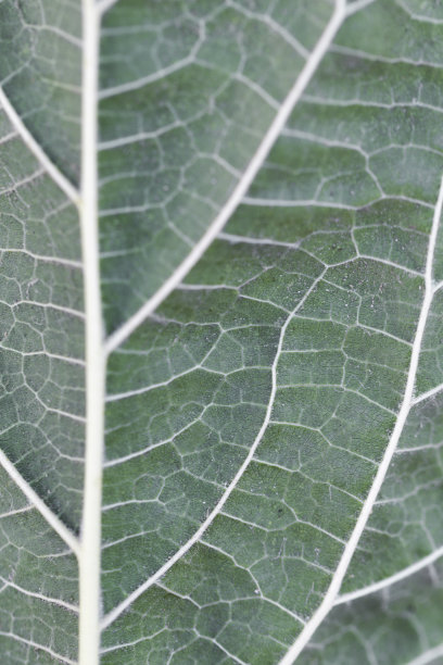 叶的背景图片下载