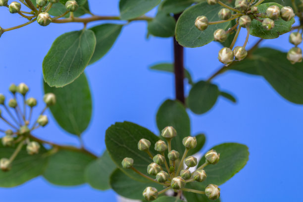 蓝色背景上的山楂树花照片图片下载