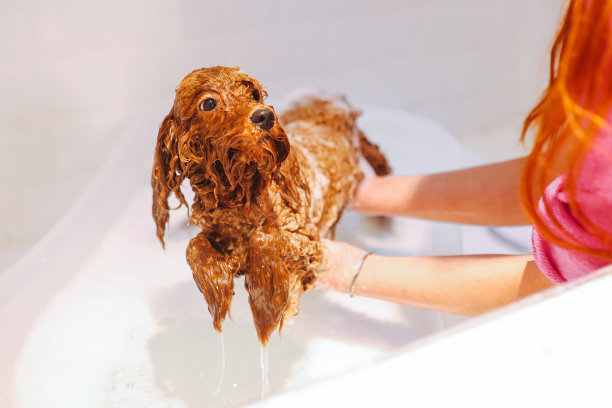 玩具涂鸦正在宠物美容院洗头和洗澡图片下载