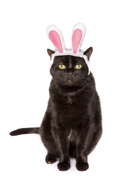 复活节的猫图片下载