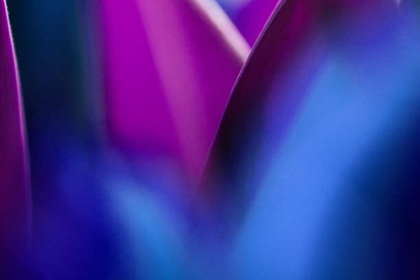 霓虹色的郁金香花瓣和叶子闭合。图片下载