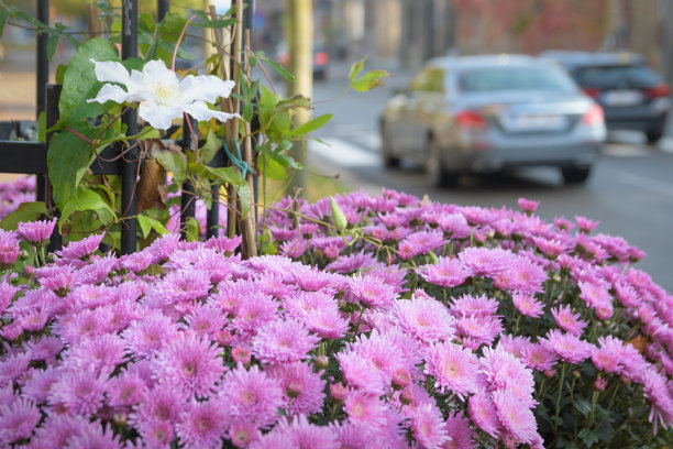 粉红色的菊花在城市的街道上。沿路有花坛图片下载