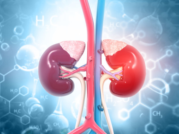 人类肾脏解剖图片下载