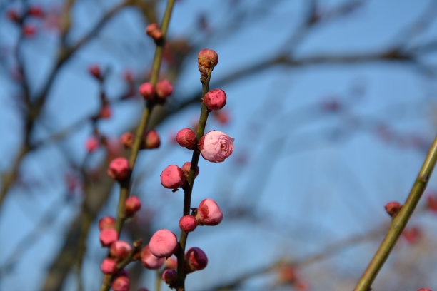 公园里的树枝上有红梅的蓓蕾图片下载