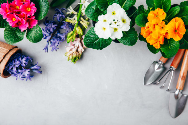 园艺的背景。风信子和报春花与灰色石头背景上的园艺工具。图片下载