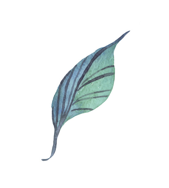 叶子。水彩插图。手画图片下载