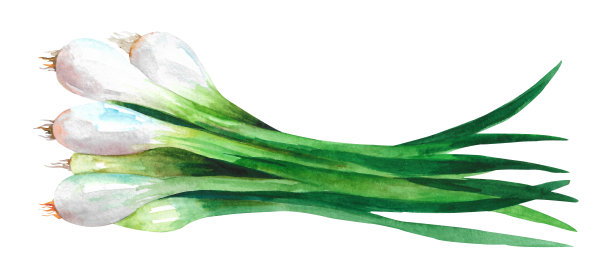 手绘水彩葱。插图孤立在白色背景上图片下载