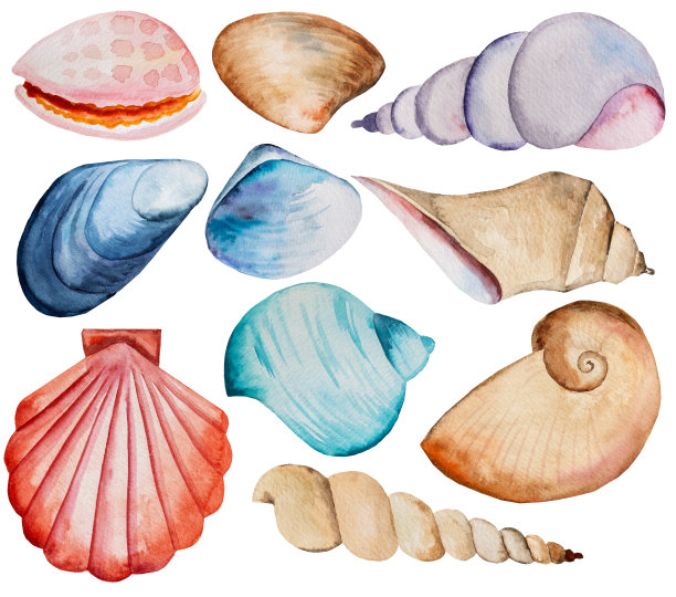 一套手绘水彩蓝色，棕色和红色的海贝插图图片下载