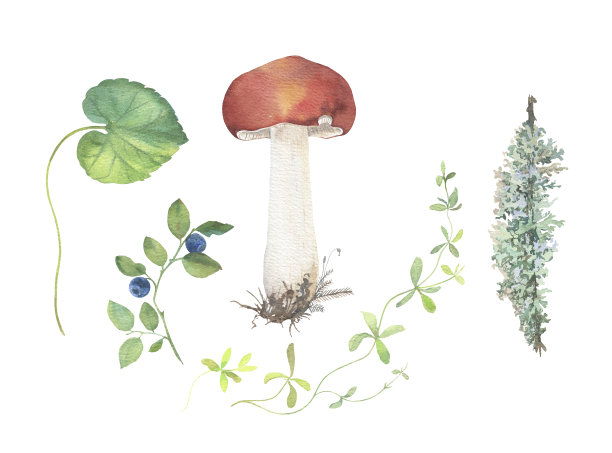 一套红色红菇和森林植物图片下载