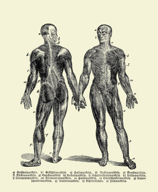 复古插图解剖，人体完整的肌肉结构前面和后面与德国解剖描述图片下载