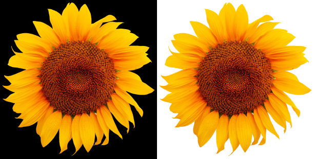 欢快明亮的向日葵。特写向日葵花孤立在白色和黑色的背景。图片下载