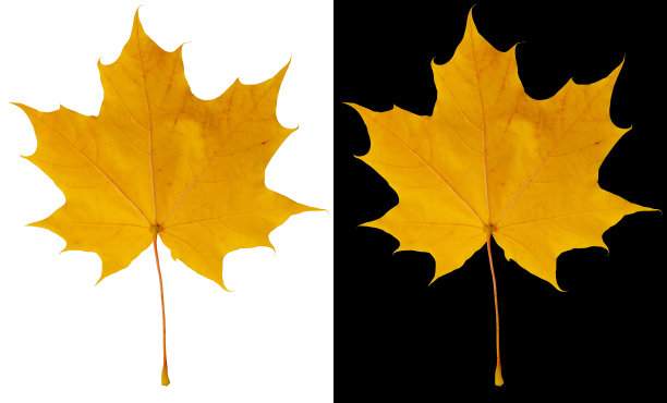 秋天的枫叶孤立在白色和黑色的背景上。铜黄色的枫叶。图片下载