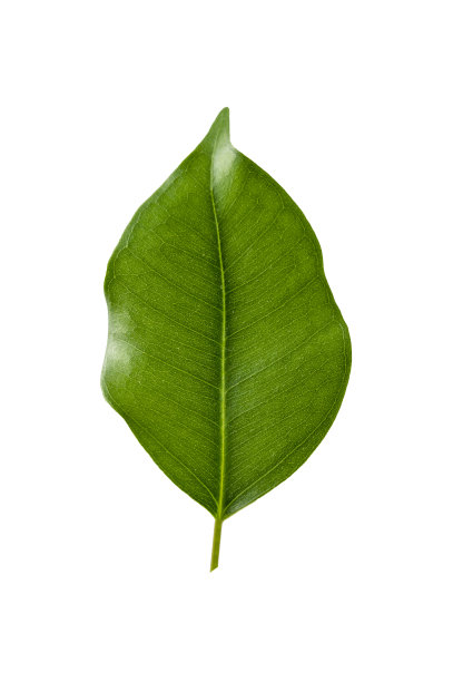 绿色叶子孤立在白色上。榕树叶漂浮。图片下载