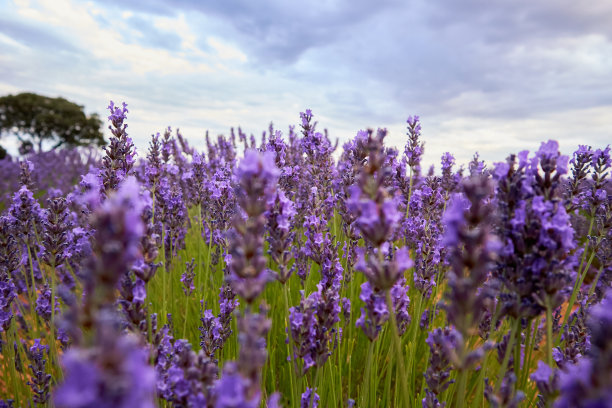薰衣草田的特写图片下载