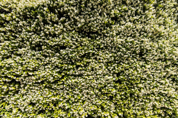 强烈的天然地毯或纹理充满白色小甜甜的秋铁线莲花。鸟瞰图，白色的地毯状图案，雪白的铁线莲花伸向天空图片下载