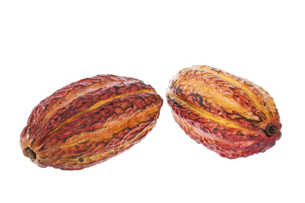 可可-可可树的有机可可果实;白底照片图片下载