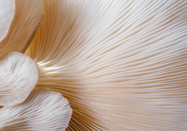 大型蘑菇植物，美丽的自然背景图片下载