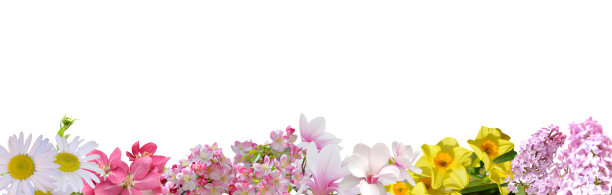 春天的花:盛开无痕图片下载