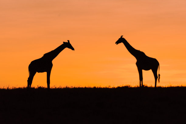两只长颈鹿在早上摆姿势图片下载