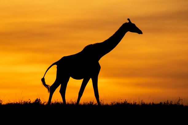 壮丽的长颈鹿图片下载