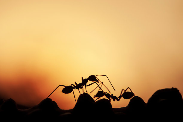 两只绿色的蚂蚁在夕阳下的藤蔓上行走。图片下载