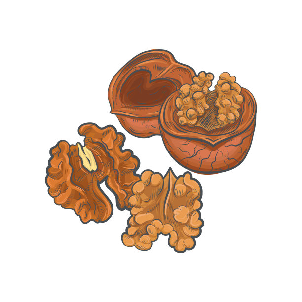 胡桃素描矢量插图。图片下载