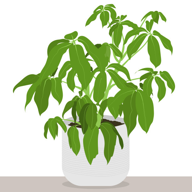 鹅掌柴图片下载