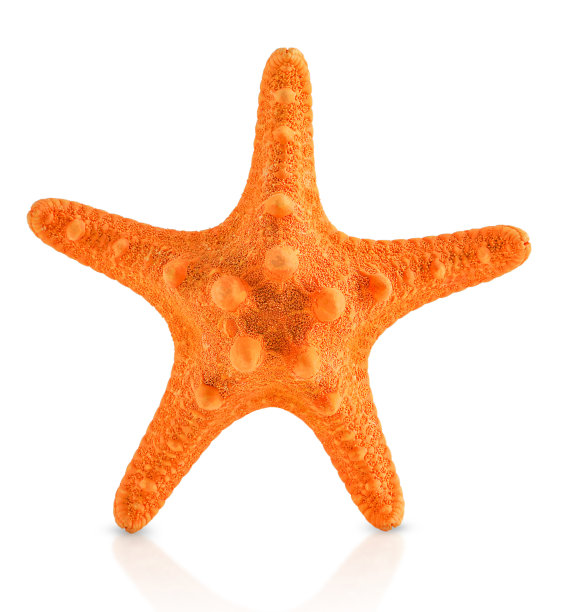 孤立的海星图片下载