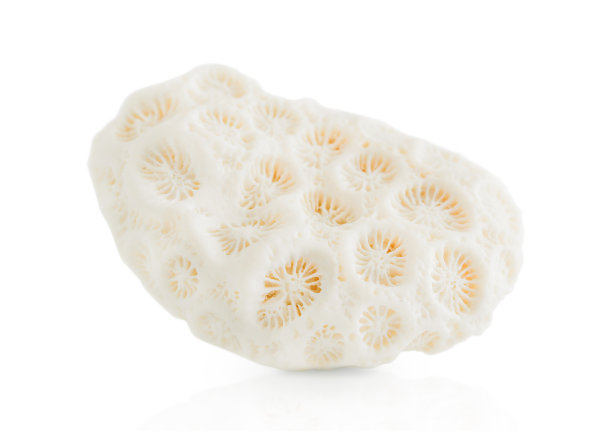 海珊瑚孤立图片下载