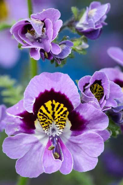 蝴蝶花，荆芥一般称为穷人的兰花近图片下载