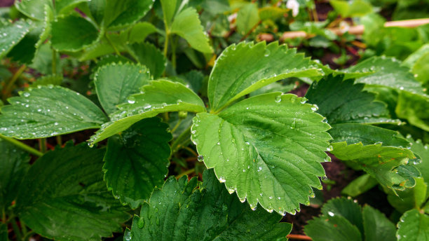 花园里种植的有机草莓的绿叶图片下载
