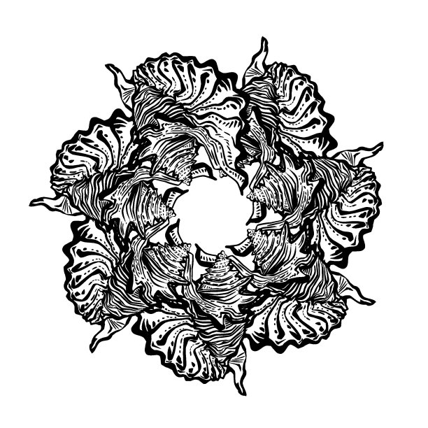 贝壳华丽的曼荼罗圆形框架在黑色墨水孤立在白色上。图片下载