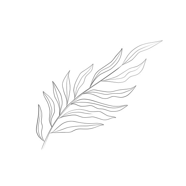 划线植物，叶片草图图片下载
