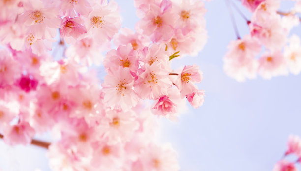 粉红色的樱花图片下载