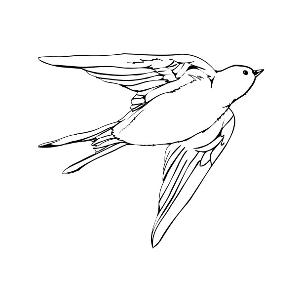 黑色轮廓飞舞的燕子，孤立在白色上。图片下载