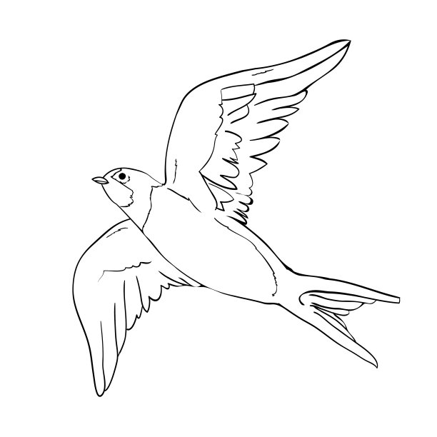 黑色轮廓飞舞的燕子，孤立在白色上。图片下载