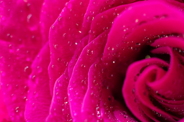 柔嫩柔软的花瓣上的小圆水滴。湿润的洋红色大玫瑰花图片下载