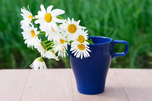 绿色背景上的白色甘菊图片下载